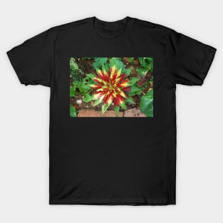 Amaranthus Tricolor T-Shirt